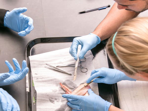 Biology students dissecting animal