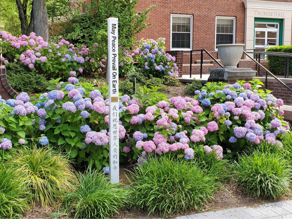 Peace Studies flower field